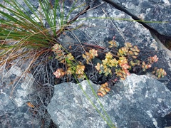Crassula rupestris
