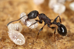 Temnothorax formosus