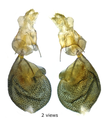 Eupithecia multistrigata