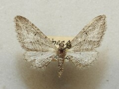 Eupithecia multistrigata