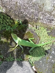 Bronchocela jubata
