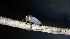Notonecta irrorata