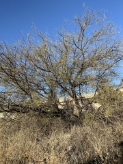 Prosopis laevigata