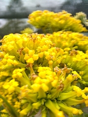 Kalanchoe densiflora