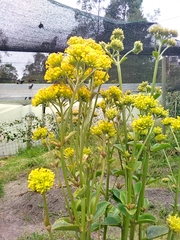 Kalanchoe densiflora