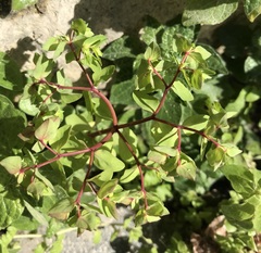 Euphorbia peplus