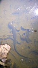 Ambystoma jeffersonianum