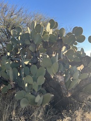 Opuntia leucotricha