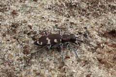 Cicindela hybrida