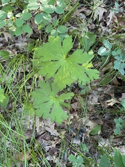 Geranium maculatum
