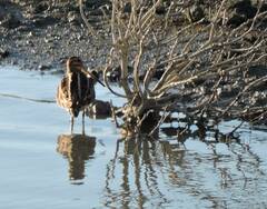 Gallinago gallinago