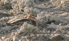 Gallinago gallinago