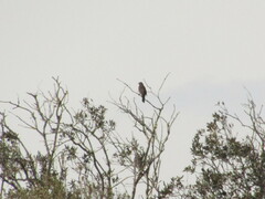 Turdus