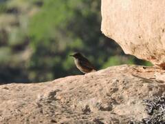 Oenanthe leucura