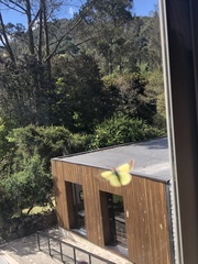 Colias dimera