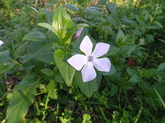 Vinca difformis