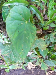 Begonia chuyunshanensis