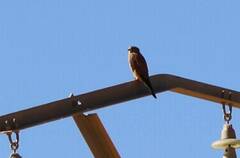 Falco tinnunculus