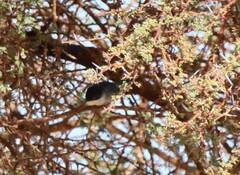 Curruca melanocephala