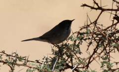 Curruca melanocephala