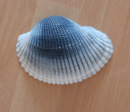 Representative image of Anadara corbuloides