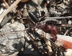 Cataglyphis nodus