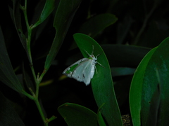 Eucyclodes insperata