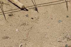 Acanthodactylus boskianus