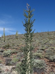 Fouquieria columnaris