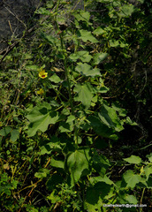 Malvales