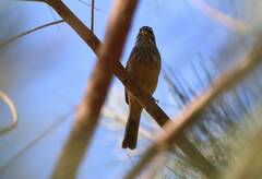 Emberiza sahari