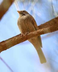 Emberiza sahari