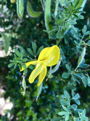 Cytisus scoparius