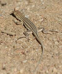 Acanthodactylus boskianus