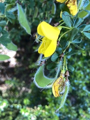 Cytisus scoparius