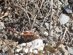 Cataglyphis nodus