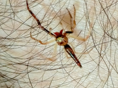 Viciria pavesii