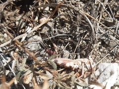 Cataglyphis nodus