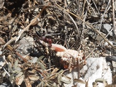 Cataglyphis nodus