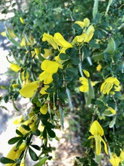 Cytisus scoparius