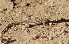 Acanthodactylus boskianus