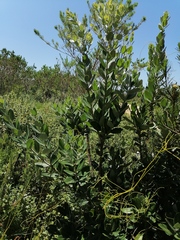 Metrosideros excelsa