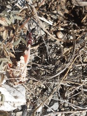 Cataglyphis nodus