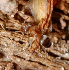 Lasius brunneus