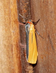 Agylla hermanilla
