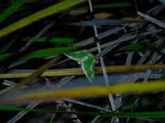 Eucyclodes insperata