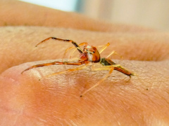 Viciria pavesii