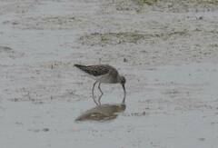 Calidris pugnax