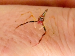 Viciria pavesii