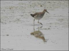 Calidris pugnax